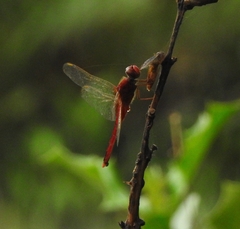 Crocothemis servilia