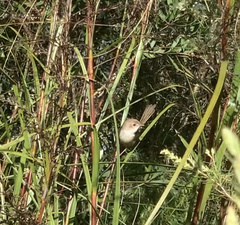 Malurus melanocephalus