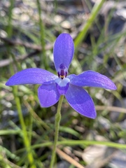 Glossodia major