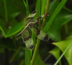 Neurothemis tullia