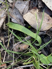 Glossodia major