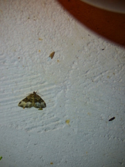 Euphyia intermediata