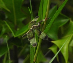 Neurothemis tullia