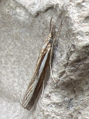 Agriphila tristella
