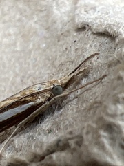 Agriphila tristella