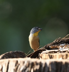 Pardalotus punctatus