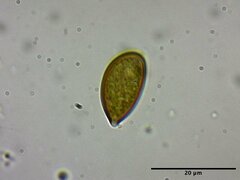 Phaeonematoloma myosotis