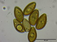 Phaeonematoloma myosotis