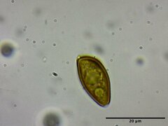 Phaeonematoloma myosotis