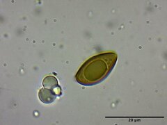 Phaeonematoloma myosotis