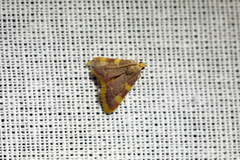 Hypsopygia costalis