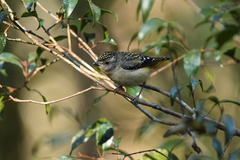 Pardalotus punctatus