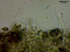 Phaeonematoloma myosotis