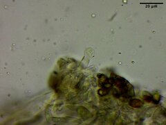 Phaeonematoloma myosotis