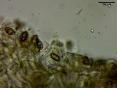 Phaeonematoloma myosotis