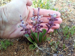 Lachenalia
