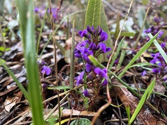 Hardenbergia violacea