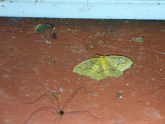 Lambdina fiscellaria