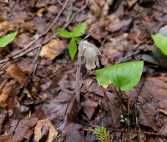 Monotropa uniflora