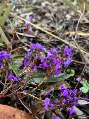 Hardenbergia violacea
