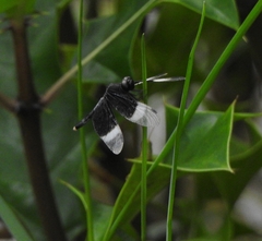 Neurothemis tullia