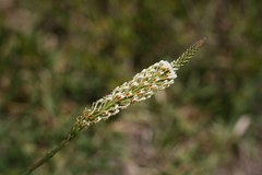 Hebenstretia integrifolia