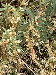 Cuscuta californica