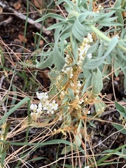 Cuscuta californica