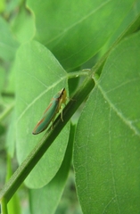 Graphocephala fennahi