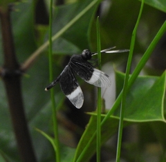Neurothemis tullia