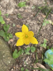 Zephyranthes citrina