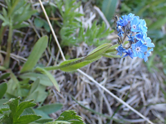 Myosotis asiatica