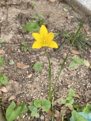 Zephyranthes citrina