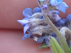 Myosotis asiatica