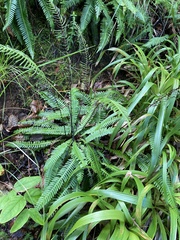 Struthiopteris spicant