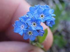 Myosotis asiatica