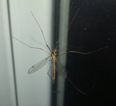 Nephrotoma