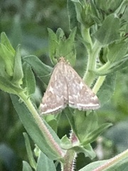 Loxostege sticticalis