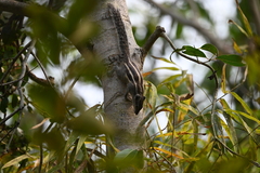 Funambulus pennantii
