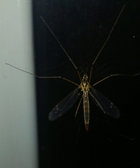 Nephrotoma