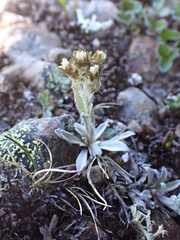 Antennaria