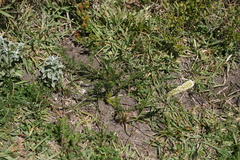 Hebenstretia integrifolia