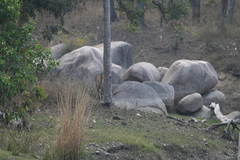 Panthera tigris tigris