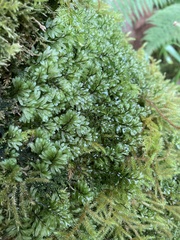 Hymenophyllum lineare image