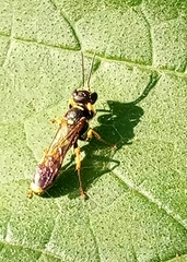 Mellinus arvensis