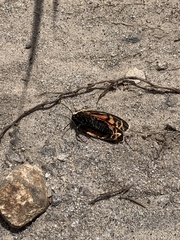 Apantesis parthenice