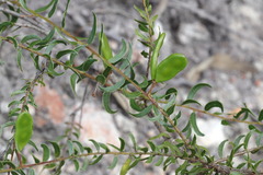 Acacia hispidula