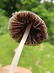 Conocybe
