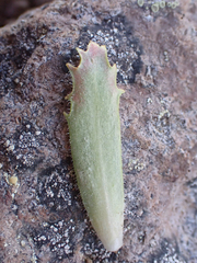 Micranthes ferruginea