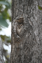 Otus bakkamoena